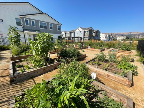 Morgan Ranch Community Garden area with numerous garden boxes and plants growing.